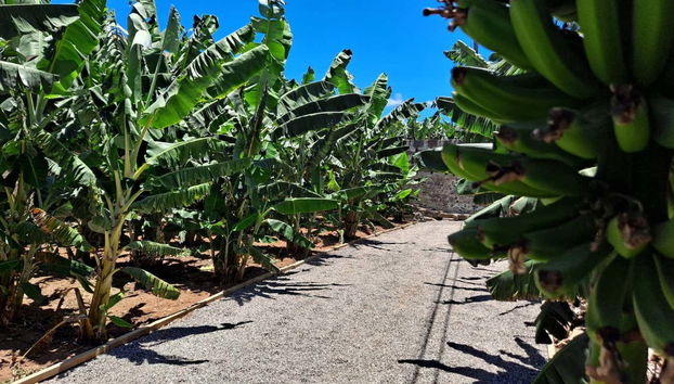 Banana World Guided Tour - Foto 3