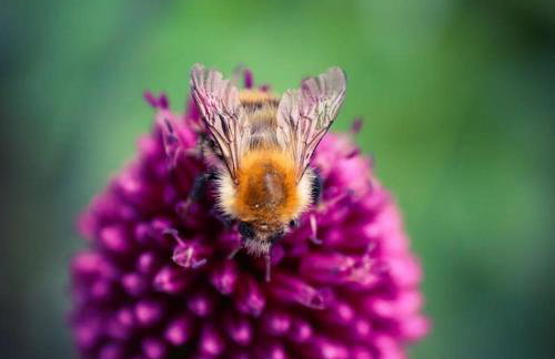 Tiny House Kotten Kunterbunt - Foto 22