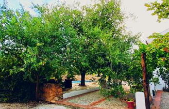 Cortijo Rica - Photo 21