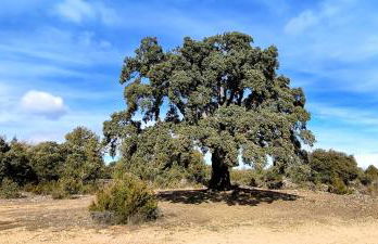 Donde Elvira - Foto 34