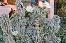 Passione Mare - Foto 28