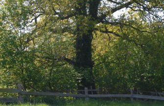 Ferienhaus Uklei - Foto 19