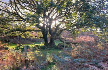 Rhydyfantwn Fach Cottage, Cardigan - Foto 29
