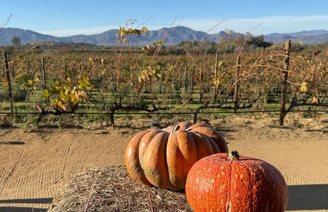 Private Deluxe Wine Tour to Valle de Guadalupe by Luxury Vehicle - Photo 28