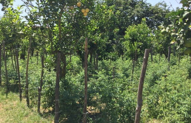 Agriturismo Il Convento - Photo 3