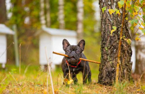 Drewniany Domek w Zakątku Andrzeje Śniczany 18 - Photo 59