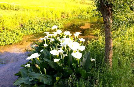 pipowagen Blagour gelegen aan waterbron - Foto 11