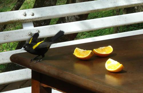 Alugo minha casa na floresta! - Foto 13