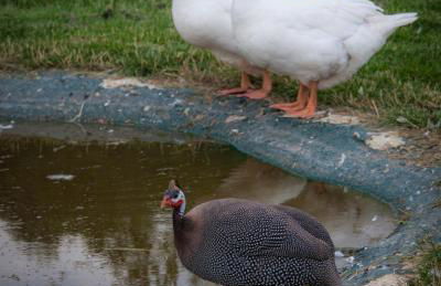 Oakerthorpe Holiday Village - Foto 40