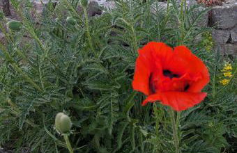 Ferienwohnung Klaus Siegritzberg - Foto 9