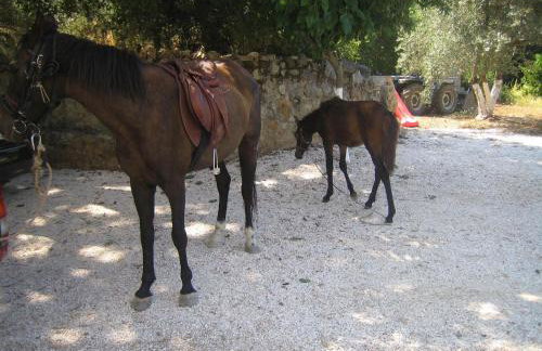 Ellinospito - Photo 34