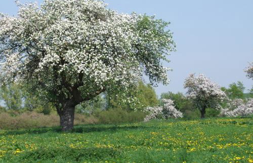 Ferienwohnung Vogelsang - Foto 23