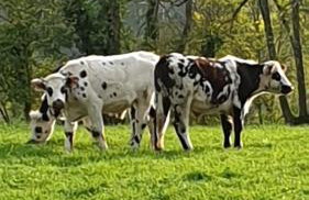 Gîte d'Anne et Ulysse - Foto 44