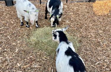 Willow Court Farm Studio East & Petting Farm, 8 mins to Legoland & Windsor, 15 mins to Lapland UK - Foto 28