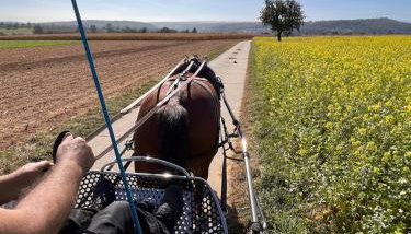 Familienurlaub mit Hund, Wellness & Bauernhoferlebnis im Münsterland - Foto 5
