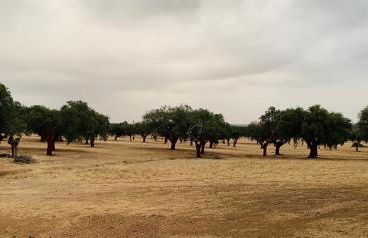 Casa do Sobreiro-Quinta do Briando - Foto 12