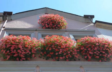 Mosel Röschen - Foto 58