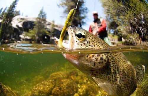 Trout Town Inn - Foto 27