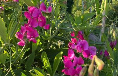 Apartament Blumenblick - Foto 39