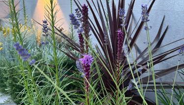 V Residence Apartments - Foto 3, Garden, Garden view