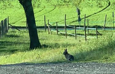 Agriturismo Villa San Lorenzo - Photo 42