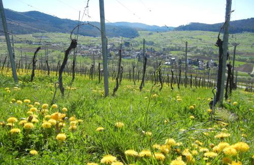 Haus am Blauenbach - Foto 33