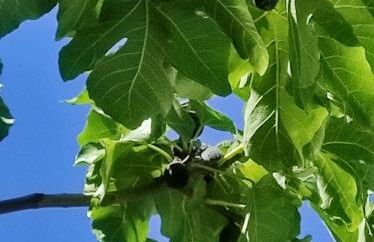 Il cortile dei frutti selvatici - Photo 48