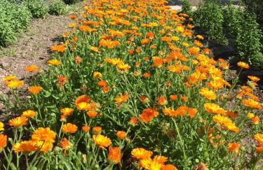 Fiori&vigne di Cecilia Marcon - Foto 40