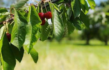 WOODWOOD Apartment near Airport Stuttgart - Foto 7