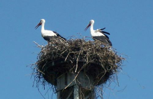 Ferienappartements Schweizer Haus - Foto 5