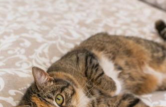 Agroturystyka Świętego Józefa - Foto 43