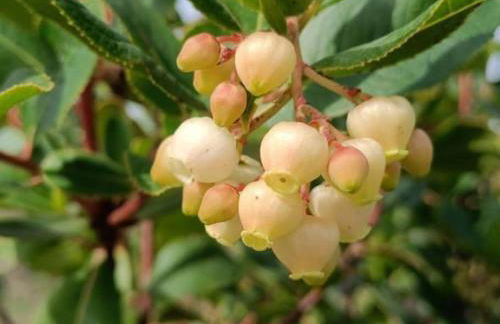 Quinta da Estima - Foto 64