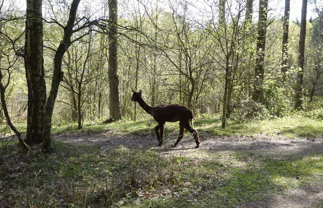 6 Person Holiday Home in Blentarp-by Traum - Foto 17