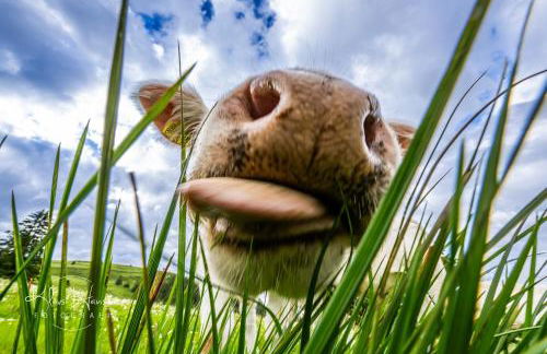 Gästehaus Sonnenheim, Friedenweiler, Titisee - Foto 22