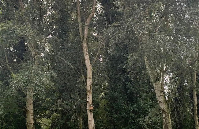 Starry Meadow - Foto 13