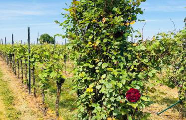 Ferienwohnung Feldmann - Foto 29