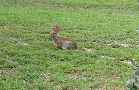 The Chick-Inn - Foto 21