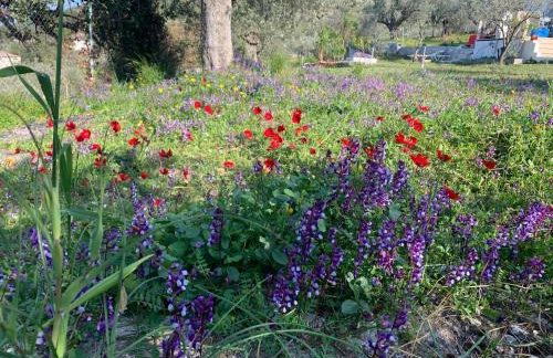 Olive Hill Private House - Foto 48