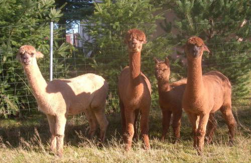 Ferienhaus Alpaka Glück - Foto 42