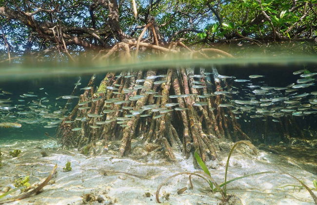 Excursion sur l'île Saona + fleuve Chavón - Photo 6