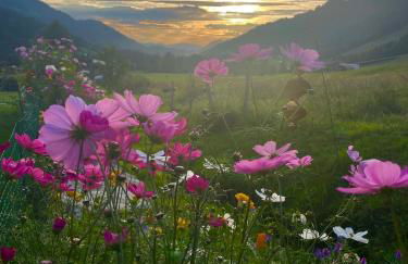 Gemütliche Ferienwohnung Bergwiese, 2-Raum, separates Schlafzimmer, schönen Balkon oder Terrasse, Komfort Ausstattung, ruhige Südlage, kostenfrei WLAN und schöne helle Sauna, Brötchenservice, Parkplatz, Hunde auf Anfrage, E-Tankstelle, Sonnenlage - Photo 3