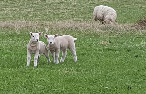 Black Isle Holiday Apartments - Foto 24
