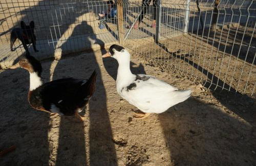 CUCHI FARM - Foto 21