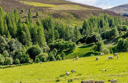 8 Bed in Pearsie CA261 - Foto 31