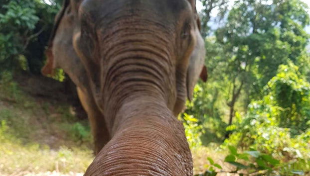 Feed elephants at the sanctuary