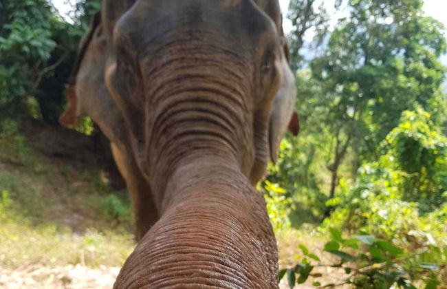 Excursión al Jungle Elephant Sanctuary - Foto 4