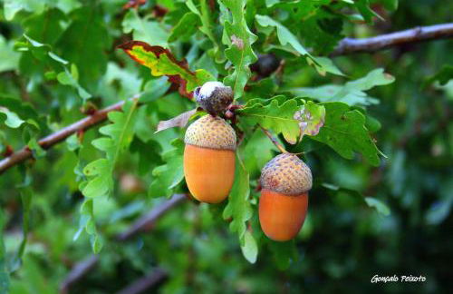 Casa Da Rocha - Foto 43