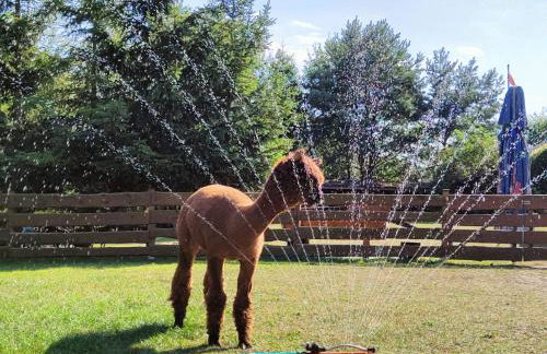 Agroturystyka Zagroda Alpaka - Foto 45