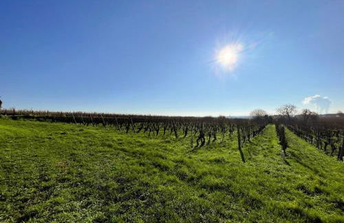 Gîte viticole tout inclus, jardin 3000m², vélos offerts, proche Saumur-Chinon-Langeais - FR-1-381-606 - Foto 36