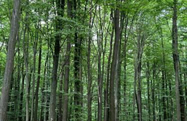 Andrzejówka - Foto 11